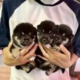 豆柴【愛知県・男の子・2025年10月5日・黒】の写真14