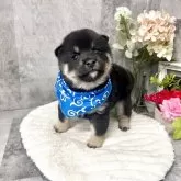 豆柴【愛知県・男の子・2025年10月5日・黒】の写真3