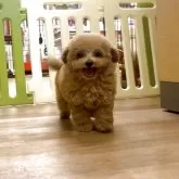 タイニープードル【愛知県・男の子・2025年8月12日・アプリコット】の写真14