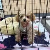 タイニープードル【愛知県・男の子・2025年8月12日・アプリコット】の写真2