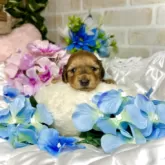 ミニチュアダックスフンド(ロング)【愛知県・男の子・2025年6月7日・レッド】の写真6