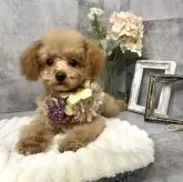 タイニープードル【愛知県・男の子・2025年8月12日・アプリコット】の写真4