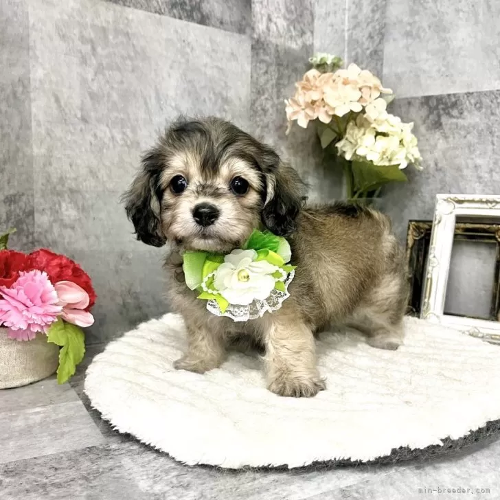 やっさんず 様のお迎えした子犬
