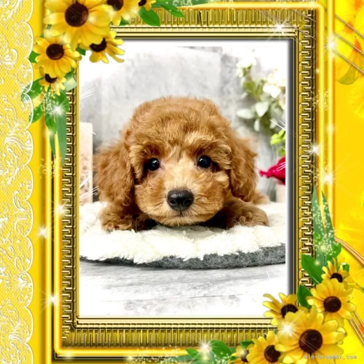 ID:2507-02966の子犬