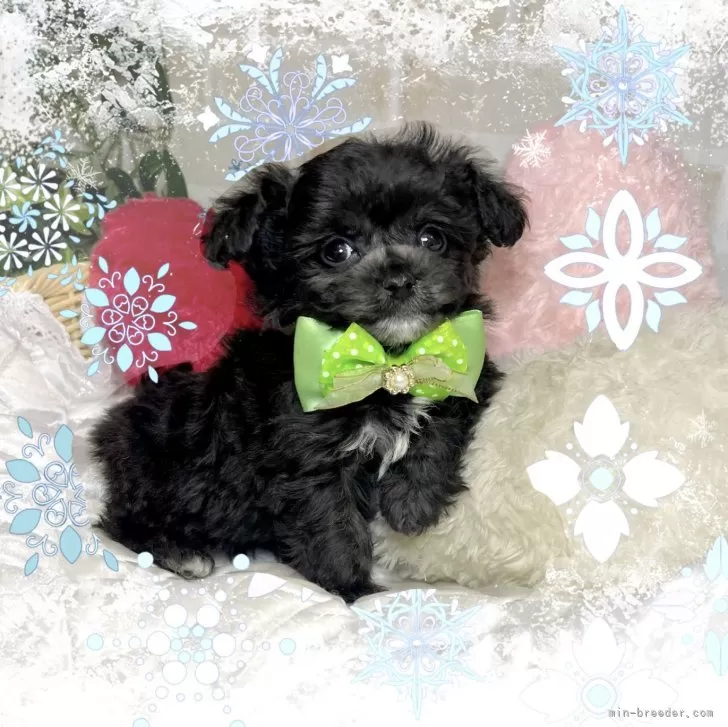 ID：2502-03080の子犬