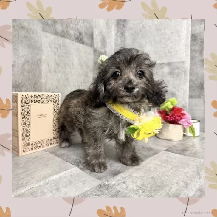 ID：2509-06587の子犬