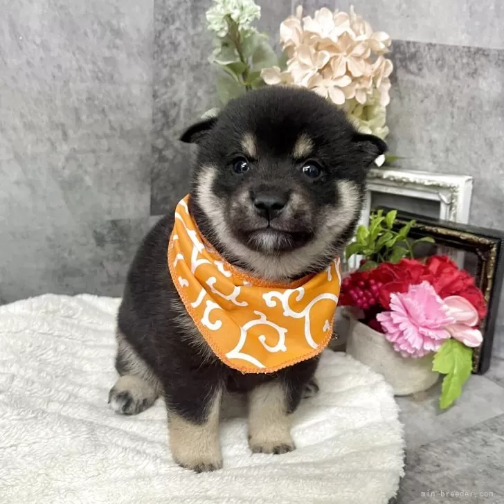 豆柴【愛知県・男の子・2025年10月5日・黒】の写真1