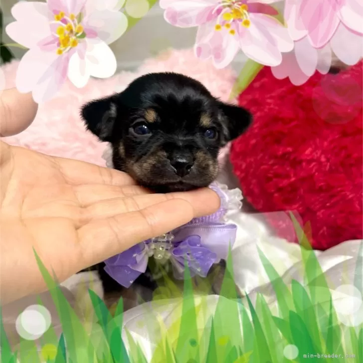 みぃまま 様のお迎えした子犬