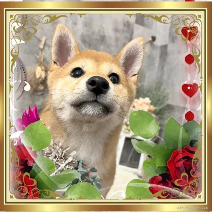 ID:2412-00872の子犬