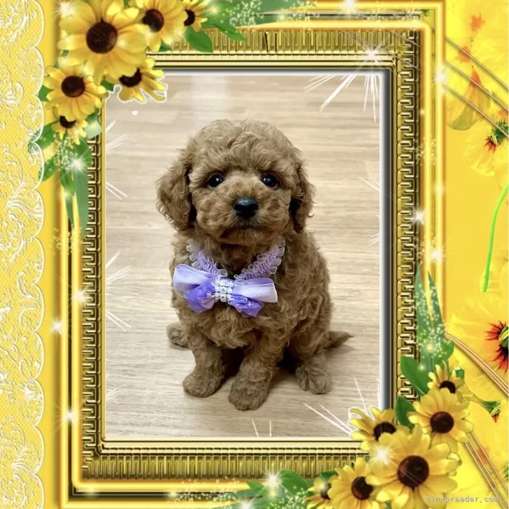 ID:2507-08675の子犬