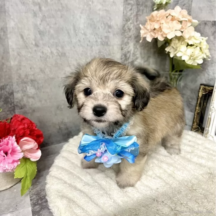 ID:2506-01731の子犬