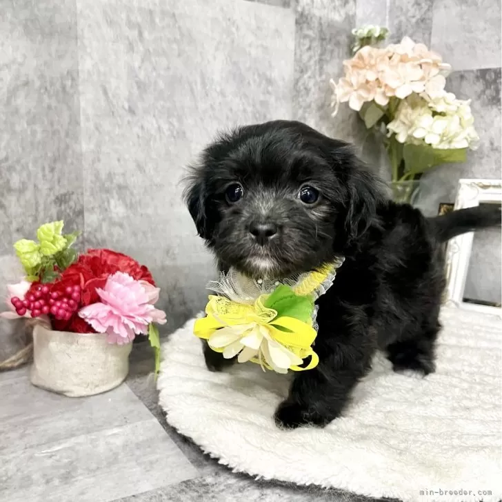 ID：2506-01499の子犬