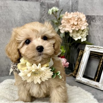 マルプー(マルチーズ×トイプードル)【愛知県・男の子・2025年6月28日・クリーム】の写真「おめめクリクリの可愛い男の子⭐︎」