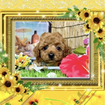 トイプードル(トイ)【愛知県・男の子・2025年6月17日・レッド】の写真「初心者向き⭐︎穏やかな気質の家系の可愛い男の子⭐︎」