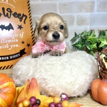 ミニチュアダックスフンド(ロング)【愛知県・女の子・2025年9月19日・ジェーデッドイエロー】の写真「ちっちゃめな可愛い女の子⭐︎将来はクリーム色に⭐︎」