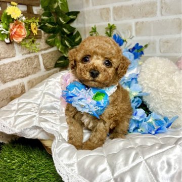 トイプードル(トイ)【愛知県・男の子・2025年5月7日・レッド】の写真「短足くん⭐︎おめめくりっくりの可愛い男の子⭐︎」