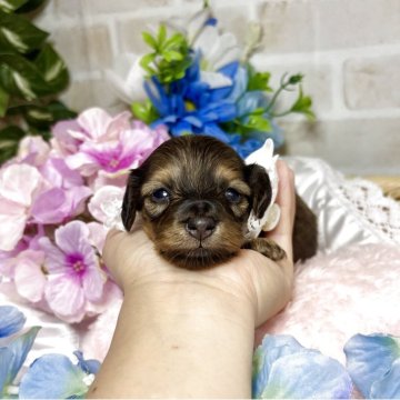 ミニチュアダックスフンド(ロング)【愛知県・女の子・2025年6月7日・レッド】の写真「ちっちゃめな可愛い女の子☆」