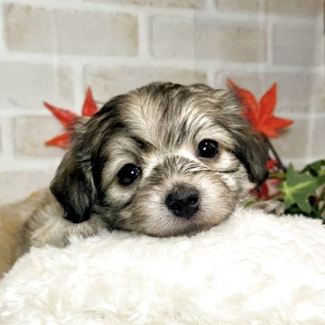 マルックス(マルチーズ×ダックスフンド)【愛知県・男の子・2025年10月19日・シェーデッドイエロー】の写真「短足部☆一生懸命に歩く姿がたまりません‼︎🤤」