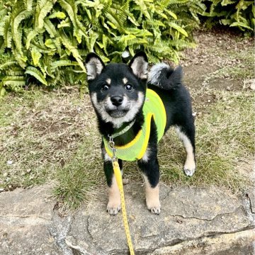 豆柴【愛知県・女の子・2025年9月21日・黒】の写真「1番ちっちゃくて美人な女の子⭐︎」