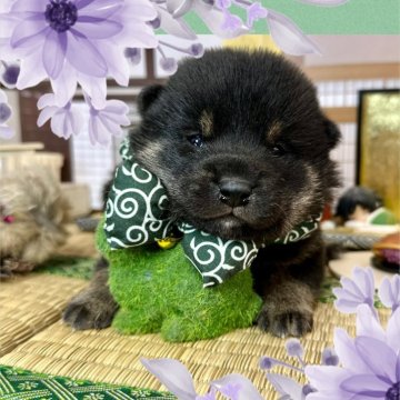 柴犬(豆柴)【愛知県・男の子・2025年2月8日・黒】の写真「見学スタート！イケメンボーイです🐶」