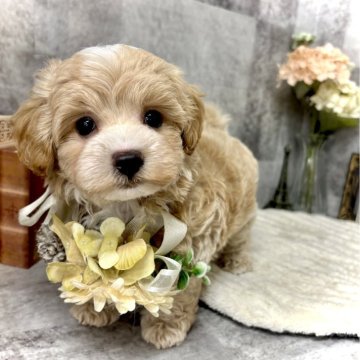 マルプー(マルチーズ×トイプードル)【愛知県・男の子・2025年5月6日・クリーム&ホワイト】の写真「1番甘えん坊くん⭐︎個性的な柄が可愛い男の子⭐︎」