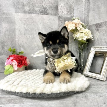 柴犬(豆柴)【愛知県・男の子・2025年5月6日・黒】の写真「優しい性格のイケメンボーイ☆」