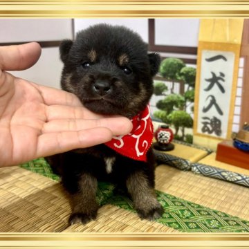 豆柴【愛知県・女の子・2025年9月21日・黒】の写真「前回の出産の子達はカレンダーのモデル犬⭐︎」
