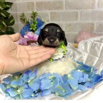 ミニチュアダックスフンド(ロング)【愛知県・男の子・2025年5月28日・ブラックイエロー】の写真「おめめパッチリ👀！小ぶりな男の子⭐︎」