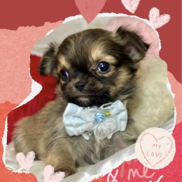 チワワ(ロング)【愛知県・男の子・2024年12月20日・フォーン】の写真「マズル短かっ‼︎な可愛い男の子☆」