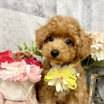 トイプードル(トイ)【愛知県・女の子・2025年7月3日・レッド】の写真「元気いっぱいの可愛い女の子⭐︎」