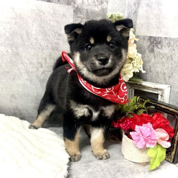柴犬(豆柴)【愛知県・女の子・2025年9月21日・黒】の写真「1番ちっちゃくて美人な女の子⭐︎」