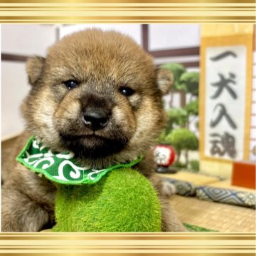 豆柴【愛知県・男の子・2025年9月21日・赤】の写真「前回の出産の子達はカレンダーのモデル犬⭐︎」