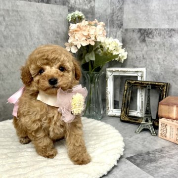 トイプードル(トイ)【愛知県・男の子・2025年2月5日・アプリコット】の写真「タイニーからトイサイズ予定の小ぶりな男の子⭐︎」