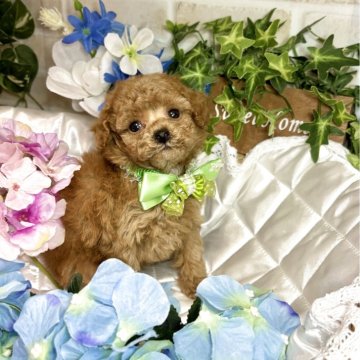トイプードル(トイ)【愛知県・男の子・2025年4月23日・アプリコット】の写真「元気いっぱい⭐︎ちっちゃめな可愛い男の子⭐︎」