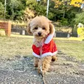 タイニープードル