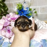 ミニチュアダックスフンド(ロング)