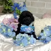 タイニープードル