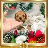 トイプードル(トイ)