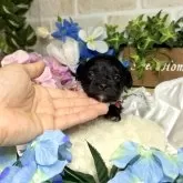 マルックス(マルチーズ×ダックスフンド)【愛知県・女の子・2025年5月15日・ブラック】の写真1