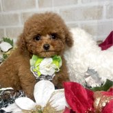 トイプードル(タイニー)