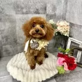 タイニープードル