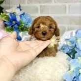 トイプードル(トイ)