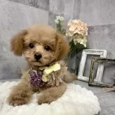 タイニープードル