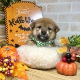 柴犬(豆柴)