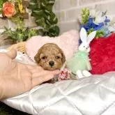 トイプードル(トイ)【愛知県・女の子・2025年4月23日・アプリコット】の写真7