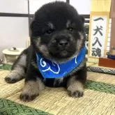 豆柴【愛知県・男の子・2025年10月5日・黒】の写真8