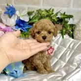 トイプードル(トイ)【愛知県・女の子・2025年4月23日・アプリコット】の写真2