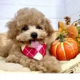 タイニープードル【愛知県・女の子・2025年7月9日・アプリコット】の写真3