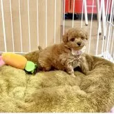 トイプードル(トイ)【愛知県・女の子・2025年4月23日・アプリコット】の写真3