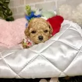 トイプードル(トイ)【愛知県・女の子・2025年4月23日・アプリコット】の写真8